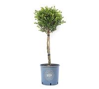 Vannucci Piante - Buxus microphylla 'Faulkner', Bosso, Pianta da terrazzo, Pianta formata, Mini alberetto