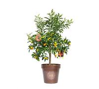 Vannucci Piante - Citrus fortunella 'Margarita', Citrus kumquat, Agrumi, Pianta vera, Pianta da terrazzo, Albero da frutto, Mediterranea