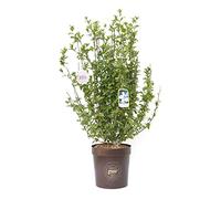 Vannucci Piante - Hibiscus syriacus 'Blue Bird', (Ibisco) Pianta vera in vaso, Pianta da esterni