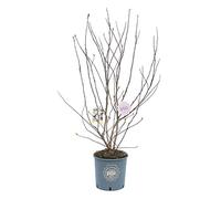 Vannucci Piante - Magnolia stellata, Magnolia da fiore, Pianta vera in vaso, Pianta da terrazzo