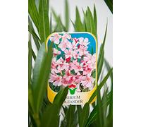 Vannucci Piante - Nerium oleander, Oleandro, Pianta vera in vaso (Rosa)