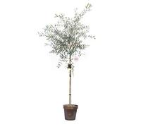 Vannucci Piante - Olea europaea (Olivo), Pianta vera in vaso, Pianta da esterno