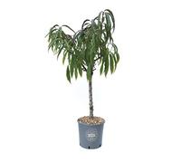 Vannucci Piante - Pesco nano in vaso, Pianta da terrazzo, Prunus persica, Albero da frutto nano, Pianta da esterno