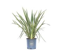 Vannucci Piante - Phormium tenax Variegatum, Pianta vera in vaso, Pianta da terrazzo