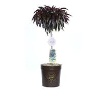 Vannucci Piante - Prunus persica nano (Pesco) 'Crimson Bonfire', Pianta vera in vaso, Pianta da esterno