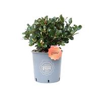 Vannucci Piante - Rhaphiolepis umbellat Ovata, Pianta vera in vaso, Cespuglio, Pianta da terrazzo