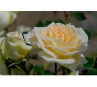 Vannucci Piante - Rosa ad alberetto in vaso, pianta vera, pianta per terrazzi e balconi (Bianca)