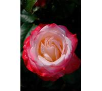 Vannucci Piante - Rosa ad alberetto in vaso, pianta vera, pianta per terrazzi e balconi (Bicolor bianca/rossa)