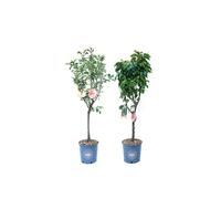 Vannucci piante - Set di 2 piante da frutto nane in vaso, Pero nano, Melo nano, piante da balcone, piante da terrazzo