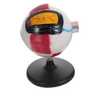 VANZACK Anatomia ingrandita dell'occhio in plastica stabile per insegnamento scolastico e studio scientifico base antiscivolo per biologia umana