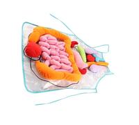 VANZACK Grembiule Didattico Organi Umani per Ragazzo Ragazza 60x44 Cm, Grembiule Educativo Anatomia Interattiva in Poliestere per Scuola Infanzia e Apprendimento Precoce