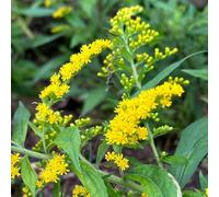 Varga d'oro semi di selvatici selvatici serrature balcone vara d'oro tagliati semi interni interni esotici giardino 350pcs