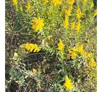 Varga d'oro semi di selvatico primavera giardino perenne resistenti all'inverno semi interni interni esotici serrature foglie balcone 500pcs