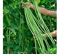 Varietà non OGM 30 pezzi di semi di fagiolo dall'occhio per cortile all'aperto Piantare fagioli verdi lunghi Fagioli teneri più amati da tutti