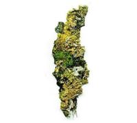 Various Artist - Plangent Compilation 1