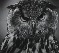 Various Artists - Beyond the Wizard's