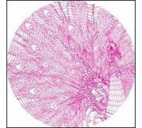 Various Artists - Peacock