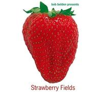 Various Artists - Strawberry. -Shm-Cd