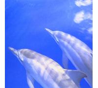 Various - F. O. a. Healing Connection [Tba