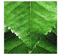 Various - Patton MIke: Solitude of Prime Masters (digipack) [CD]