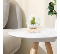 Vasetti Piante Grasse La Pianta Si Trova Al Coperto Portavaso Da Fiori