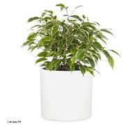 Fox & Fern Fioriera, vaso per piante, fiberstone, interni/esterni