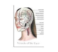 Vasi Del Viso, Dipinti Su Tela, Poster E Stampe, Struttura Del Corpo, Scheletro, Arte Murale, Sistema Nervoso, Anatomia, Poster Didattico Medico 60X80Cm Senza Telaio