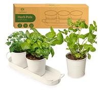 Vasi Erbe Aromatiche per Interni con Vassoio | Fai Crescere Erbe Fresche a Casa | Vasi Davanzali Interni | Aromatiche da Interni per Basilico, Menta, Prezzemolo e Altro