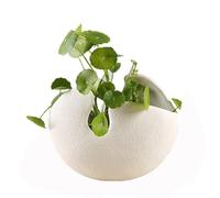 Vasi for piante succulente, vaso for piante ad aria in ceramica a forma di guscio d'uovo, vaso for fiori Ikebana, fioriera moderna for fiori, piante grasse, giardini di cactus narciso testa ( Size : M