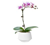Vasi per orchidee con fori, vasi traspiranti per orchidee scanalate, sistema di irrigazione traspirante a doppio strato per fiori e piante vive, giardinaggio interno, sfagno, muschio viola africano
