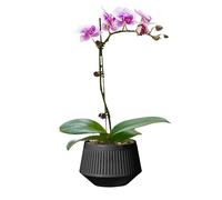 Vasi per orchidee, vasi per orchidee con drenaggio, doppio strato per il controllo delle radici e l'irrigazione per piante vive come viole africane e piante da appartamento