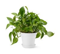 Vasi per Piante 20.3cm Bianco Confezione da 1