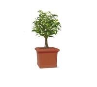 VASO ANTICOTTO QUADRO FESTONATO L.41 X 41 35 H.CM.VOL.LT.51 CONF.N.1+SOTT