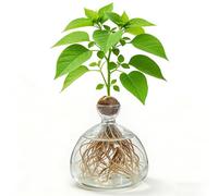 Vaso da allevamento per avocado e castagne, vaso trasparente avocado, vaso in vetro idroponico per fiori, vaso di fiori in vetro avocado, per decorazione di matrimonio, tavolo, soggiorno, tavolino da