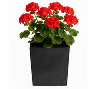 Vaso da fiori Flore in cemento nero, altezza 30,5x29,5x29,5 cm