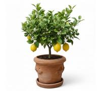 Vaso da fiori in terracotta italiana Conca Limoni con piatto/sottovaso per interni ed esterni (25 cm)