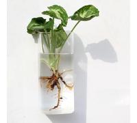 Vaso da Fiori in Vetro da Appendere a Parete, Vaso Tondo in Vetro, Vaso per Piante e Fiori, Terrari, per Decorazione Domestica (7)