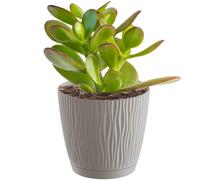 Vaso da fiori 0,6L Sandy P 23,9x23,9x22,5 cm, Mocca