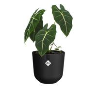 Vaso da interno Elho Jazz Rond Nero Ø26 H24 100% plastica riciclata
