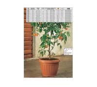 Vaso da terra per piante colore terracotta 60 cm bama