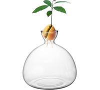 Vaso in vetro per coltivazione di semi di avocado, fioriera idroponica, decorazione per interni in borosilicato (L)