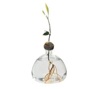 Vaso per avocado in vetro idroponico, ideale come regalo di giardinaggio per interni