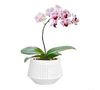Vaso per fiori con doppio strato traspirante, resina plastica per orchidee Phalaenopsis, contenitore autoirrigante con drenaggio, per interni ed esterni