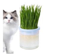 Vaso per piante per gatti domestici | scatola per trasparente | per animali domestici, per germogli, facile da coltivare per gatti in interni ed esterni, previene i