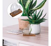 Vaso per terrario con piante idroponiche: vaso in a forma di cuore con