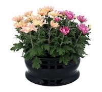 Vaso per tombe - grande ciotola per composizioni floreali