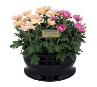 Vaso per tombe - grande ciotola per composizioni floreali