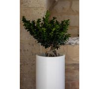 Vaso Porta vaso, in polietilene BAROCCO Dimensione 35x h40 cm Modello Ionico spessore 2 mm colore bianco
