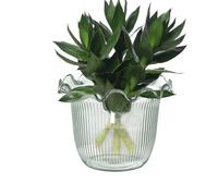 Vaso Trasparente,Vaso Trasparente | Contenitore Idroponico Decorativo Per Acqua Piante Ideale Per Ristoranti Matrimoni Hotel Balconi Eventi Centrotavola
