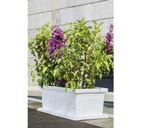 Vaso Vasca Cassetta Fioriera Millerighe Rigata 100x47/80x40 cm in Resina